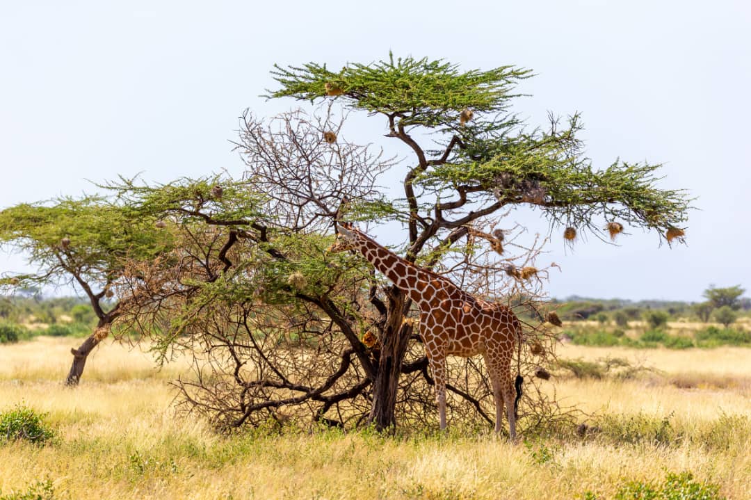Saadani National Park